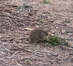 Sigmodon arizonae