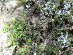 Aphaenogaster fulva