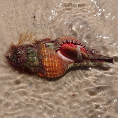 Propefusus australis