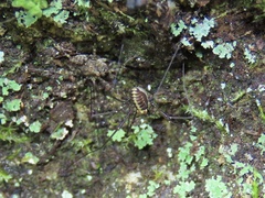Caddo agilis