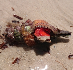 Propefusus australis