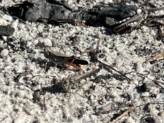 Austroicetes