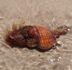 Propefusus australis