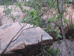 Kalopanax septemlobus