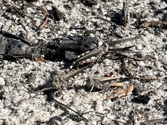 Austroicetes