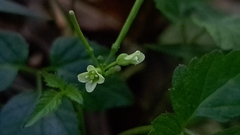 Cardamine africana