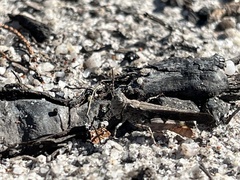 Austroicetes
