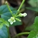 African Bittercress - Photo (c) Elmar van Rooyen, some rights reserved (CC BY-NC), uploaded by Elmar van Rooyen