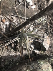 Orthophytum schulzianum