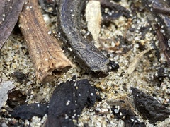 Batrachoseps gavilanensis