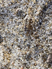 Alloniscus perconvexus