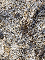 Alloniscus perconvexus