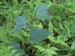 Smilax tamnoides