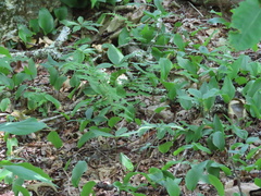 Convallaria pseudomajalis