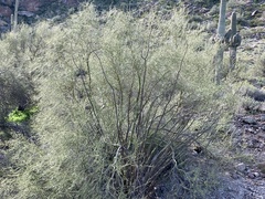 Parkinsonia microphylla