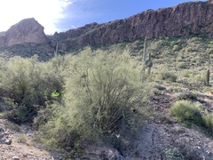 Parkinsonia microphylla