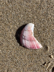 Semele rubropicta