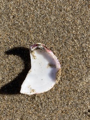 Semele rubropicta