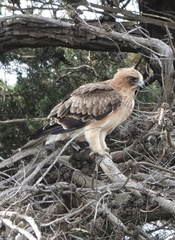 Hieraaetus morphnoides