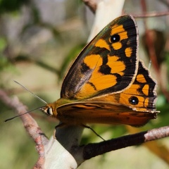 Heteronympha penelope