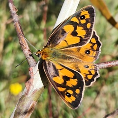 Heteronympha penelope