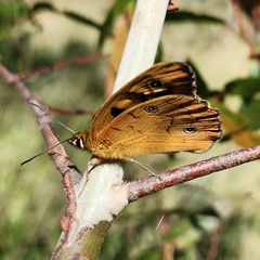 Heteronympha penelope