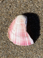 Semele rubropicta