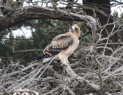 Hieraaetus morphnoides