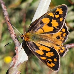 Heteronympha penelope