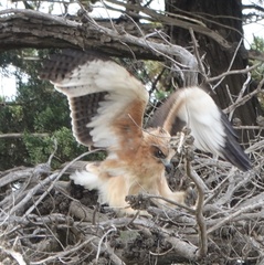 Hieraaetus morphnoides