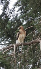 Hieraaetus morphnoides