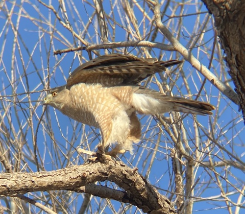 Cooper's Hawk photographed in Arizona