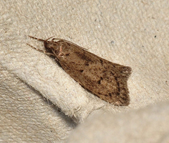 Philobota erebodes