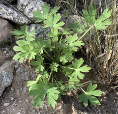 Delphinium parishii