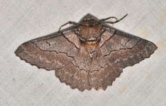 Hypobapta percomptaria