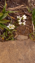 Gentianella diemensis