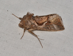 Chrysodeixis subsidens