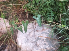 Aristolochia debilis