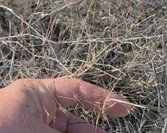 Muhlenbergia porteri