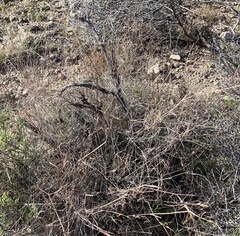 Muhlenbergia porteri
