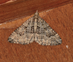 Epyaxa agelasta