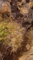 Poa gunnii