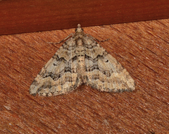 Epyaxa agelasta