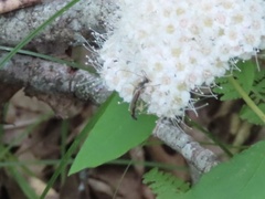 Lepturini