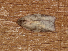 Euchaetis inceptella