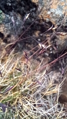 Poa gunnii