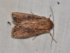 Dasygaster ligniplena