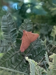 Endotricha pyrosalis