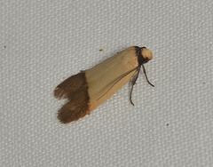 Tachystola stenoptera