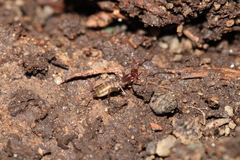 Hubbardia pentapeltis